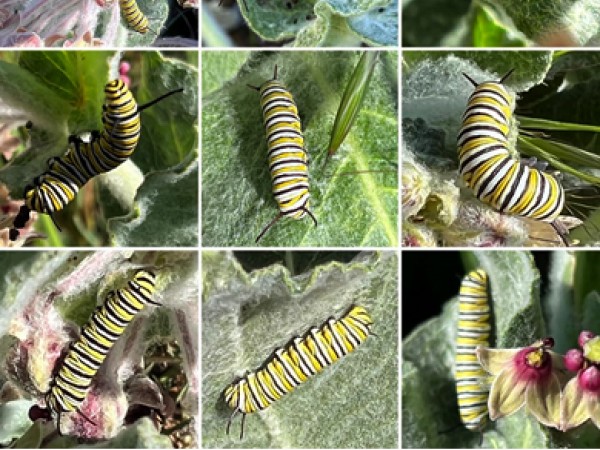 Larvae on California milkweed
