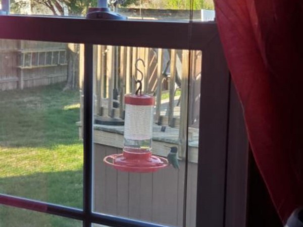 Ruby-throated Hummingbird