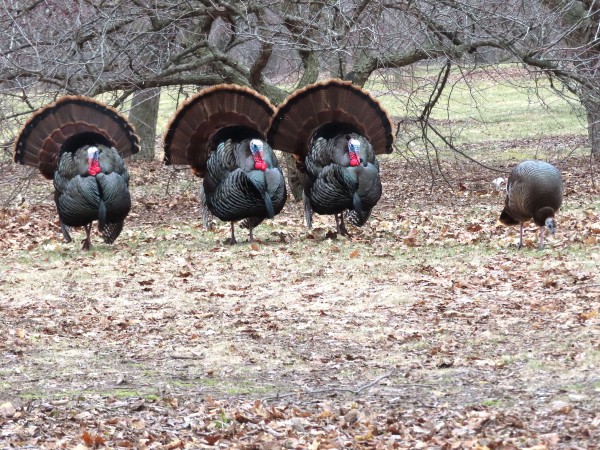 Wild Turkeys 