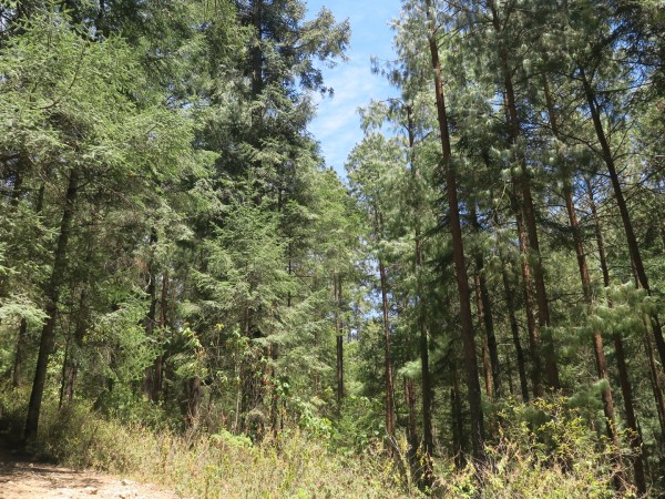 Forest without monarchs in Mexico