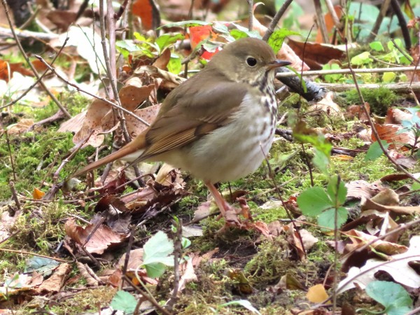 Hermit Thrush 