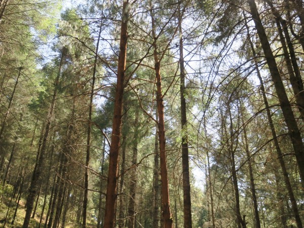 Empty forest in Mexico