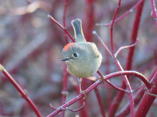 Ruby-crowned Kinglet