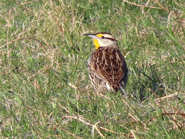 Eastern Meadowlark