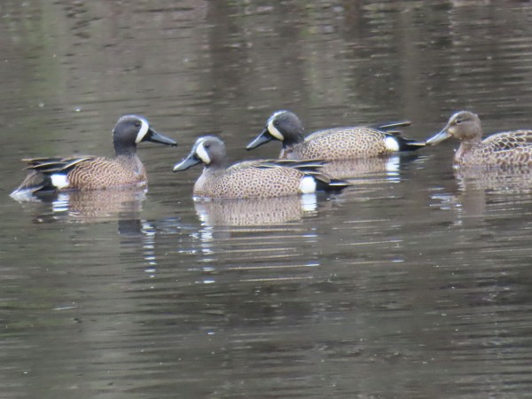 Blue-winged Teal