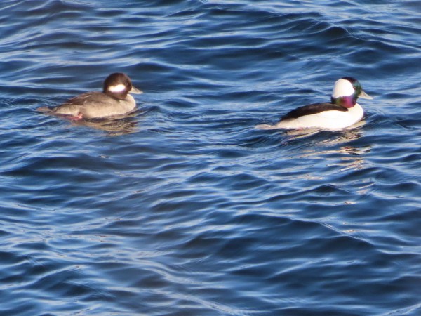 Buffleheads