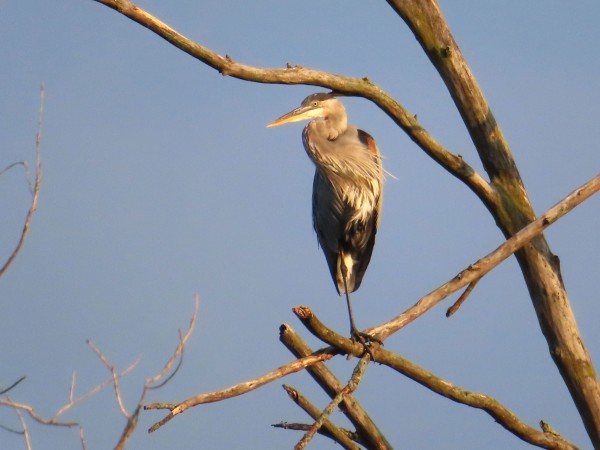 Great Blue Heron