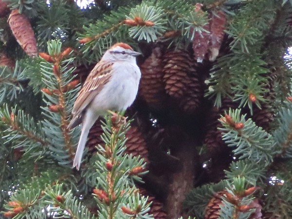 Chipping Sparrow 