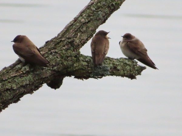 Northern Rough-winged Swallows