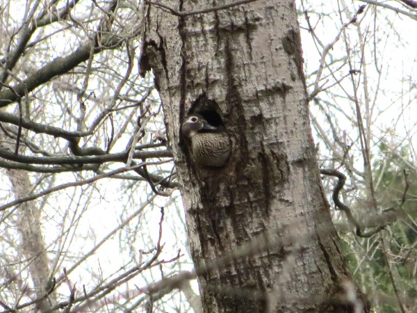 Wood Duck