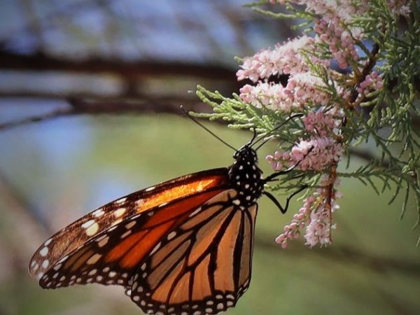 Monarch in New Mexico