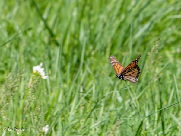 Flying monarch in Tennessee