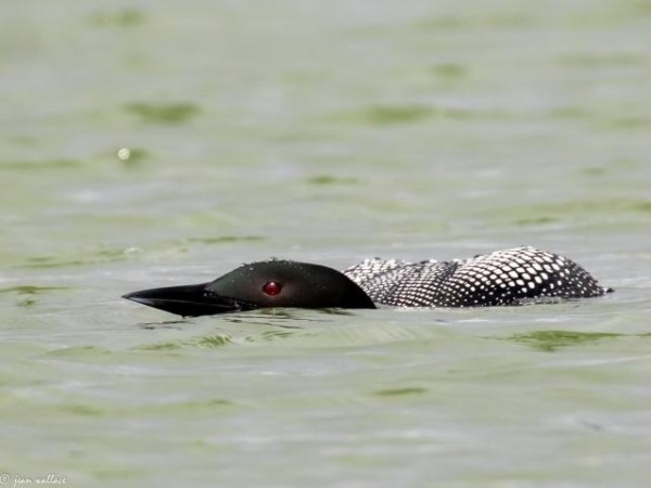 Common Loon