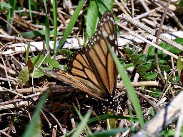 Monarch in Pennsylvania