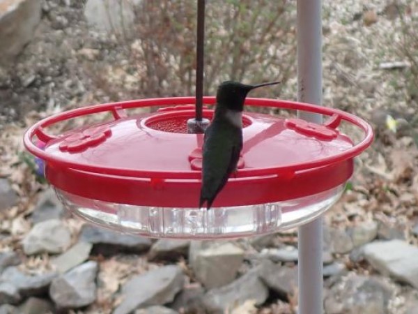 Ruby-throated Hummingbird