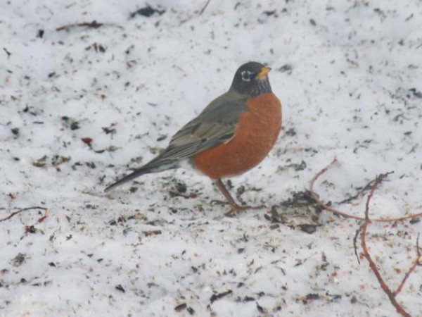 American Robin 