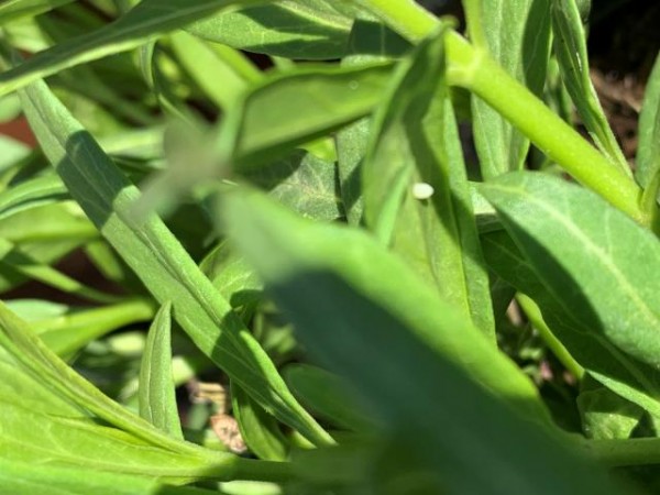 Monarch egg on milkweed in California.