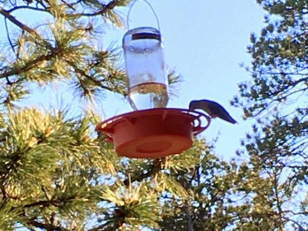 Broad-tailed Hummingbird 