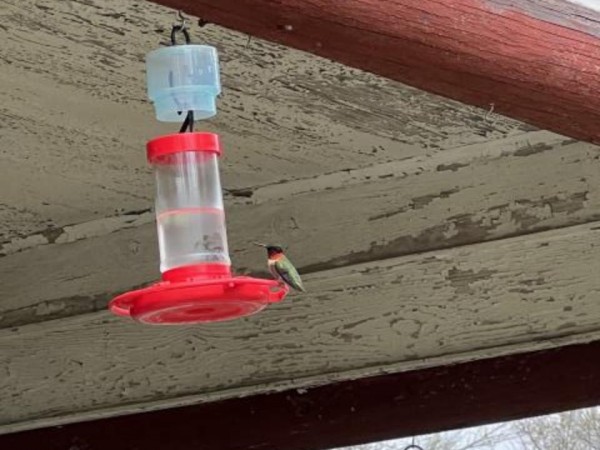 Ruby-throated Hummingbird