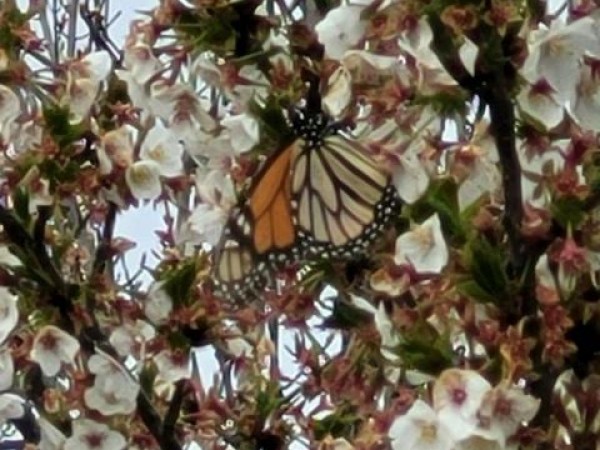 Monarch nectaring on cherry tree blossoms