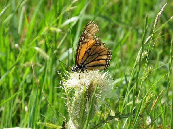 Monarch nectaring in Texas