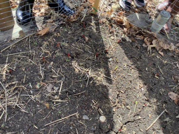 Tulips emerging in Minnesota