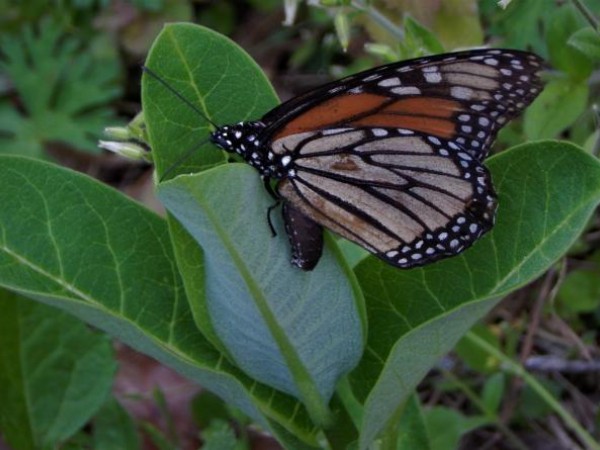 Monarch laying eggs 