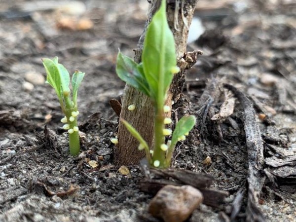 Eggs on milkweed in Mississippi