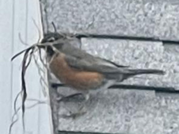 American Robin 