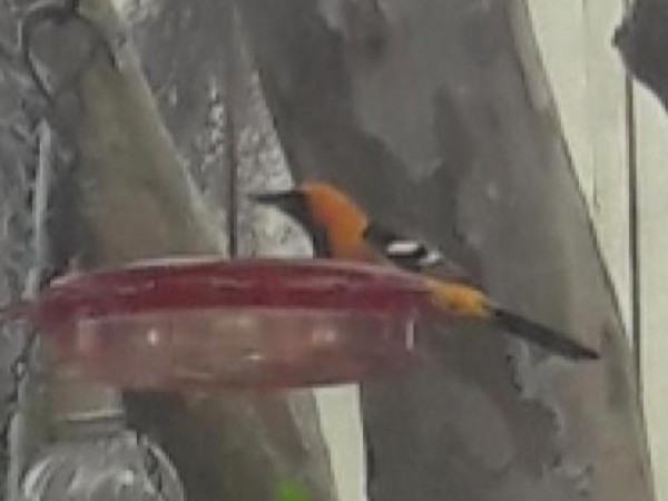 Hooded Oriole