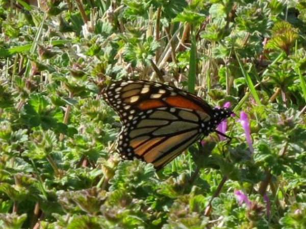 Monarch in Kansas
