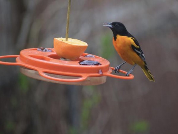 Baltimore Oriole 