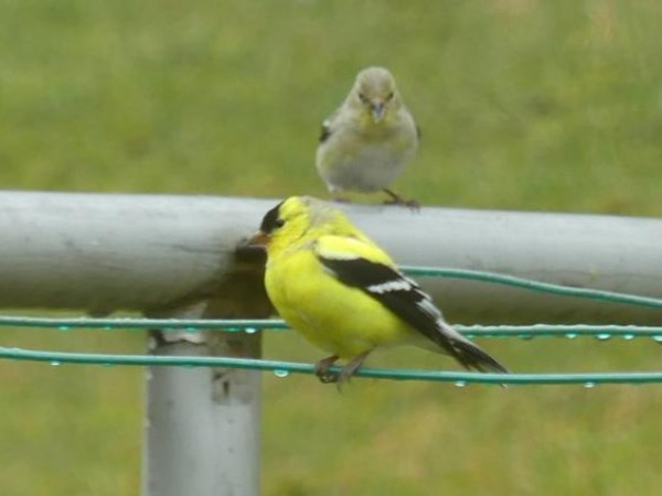 American Goldfinches