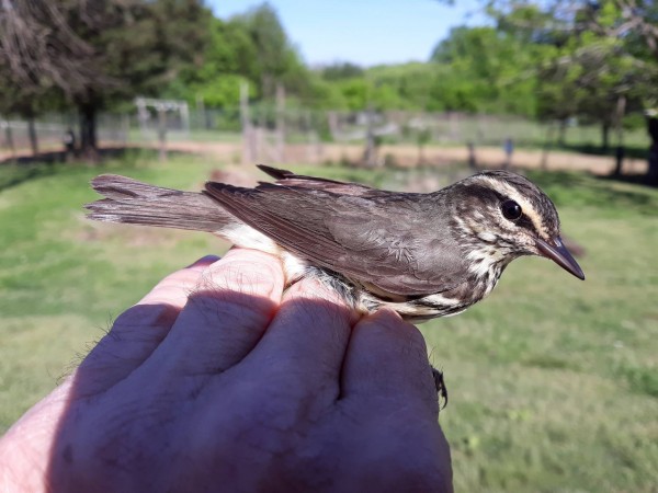 Northern Waterthrush
