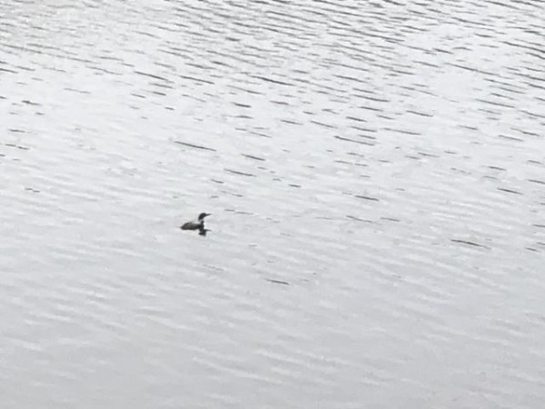 Common Loon