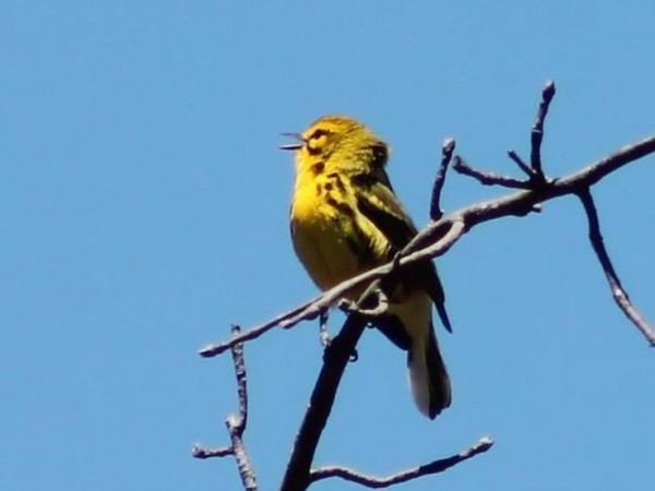 Prairie Warbler