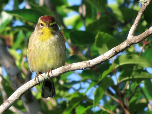 Palm Warbler
