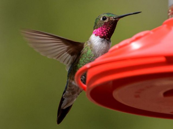 Broad-tailed Hummingbird