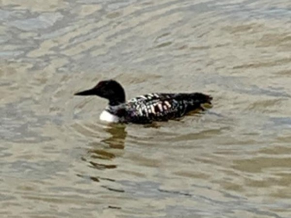 Common Loon