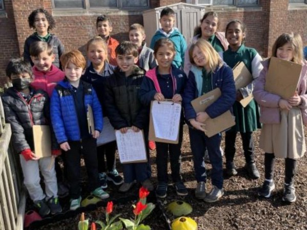 Tulips emerging in Ohio