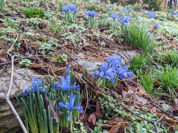 Iris reticulata