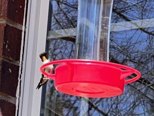 Ruby-throated Hummingbird