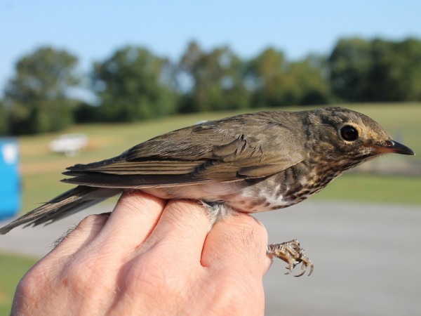 Swainson's Thrush