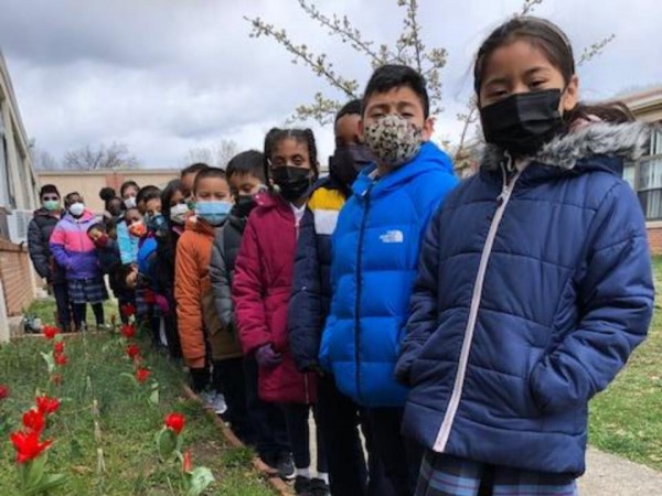 Tulips blooming in Maryland