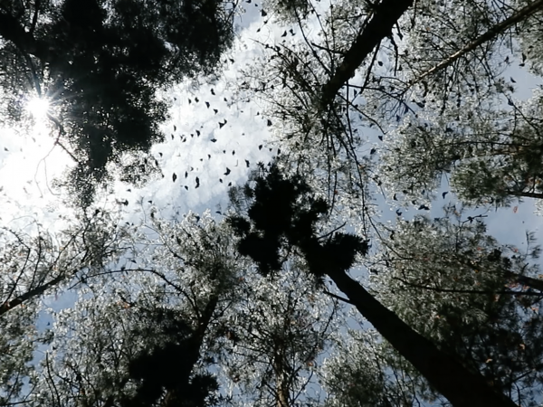Remaining monarchs at Rio Grande