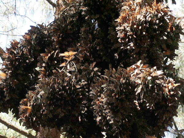 Remaining monarchs at Rio Grande