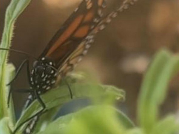 Monarch laying eggs in California