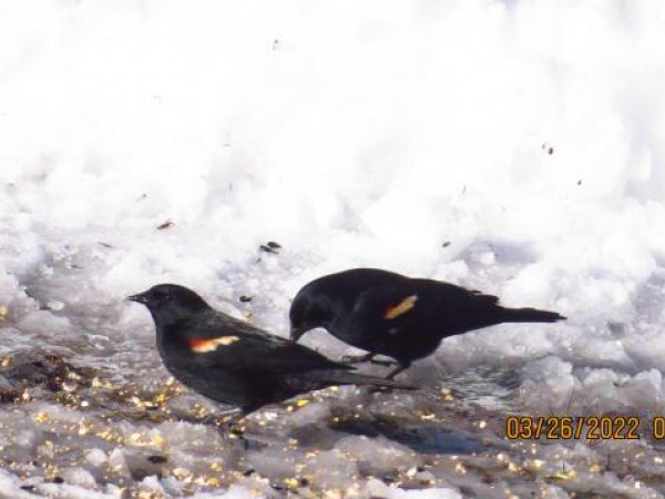 Red-winged Blackbirds