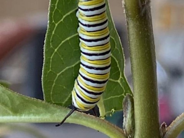 Larva on milkweed in Nevada