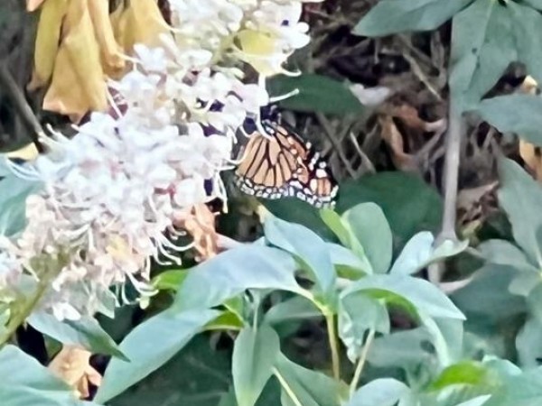 Monarch in California